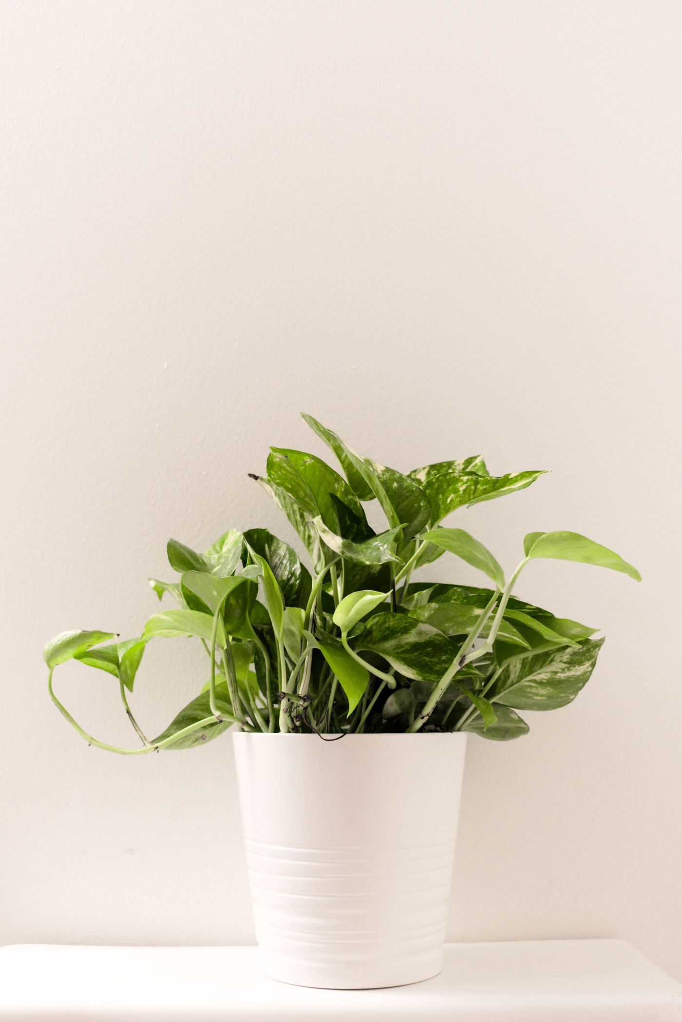 A standalone potted plant